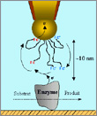 Développement d’une microscopie électrochimique à médiateur lié à la sonde  pour l'étude du fonctionnement d'une molécule d'enzyme  unique