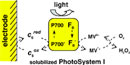 Reconstitution d'une chaîne de transfert d'électrons de la photosynthèse
