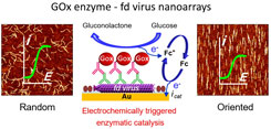 Scaffolding of Enzymes on Virus Nanoarrays - LEM-Small-2017